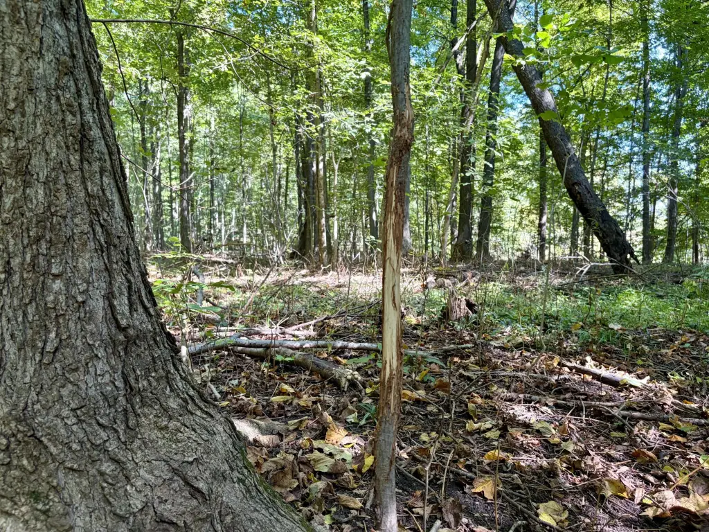 Picture 6