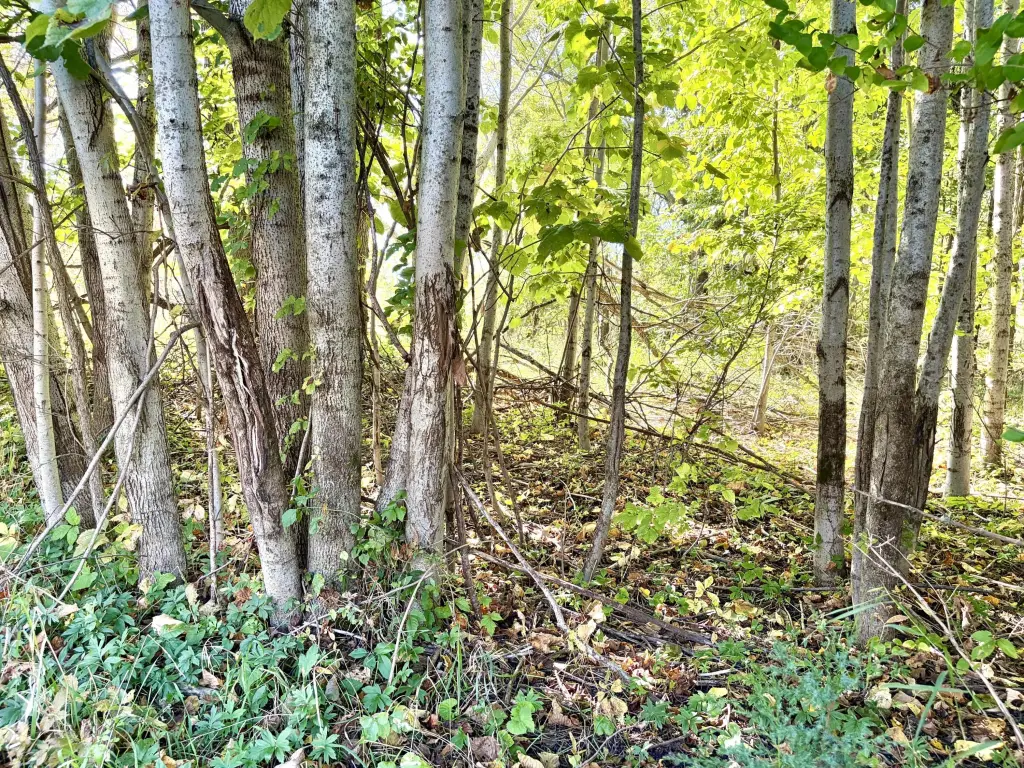 Picture 14