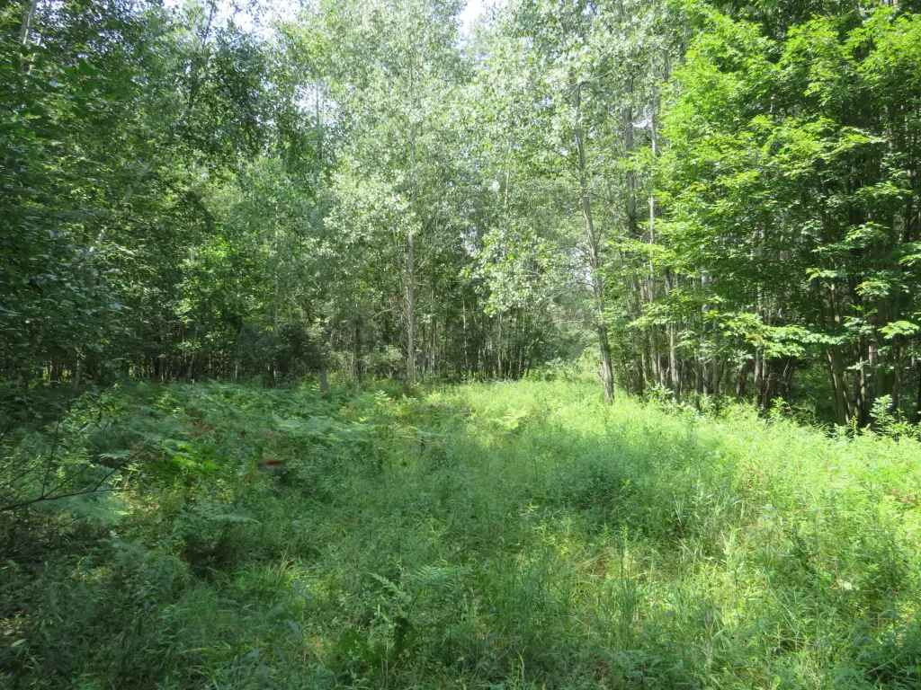 Picture 51