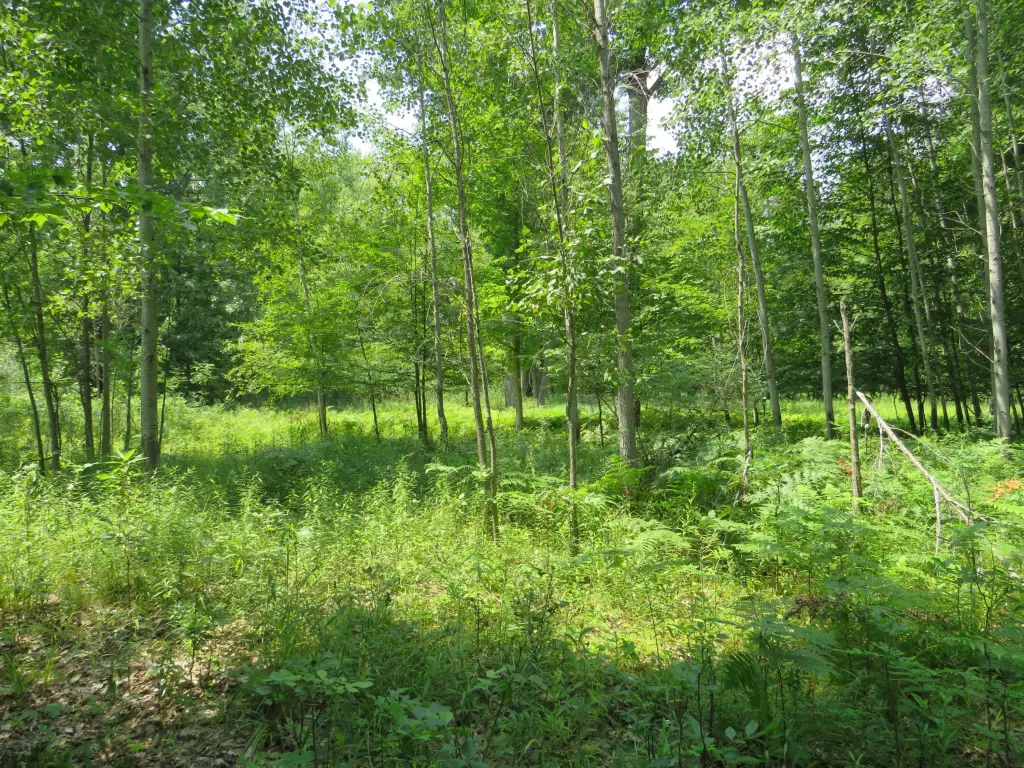Picture 42