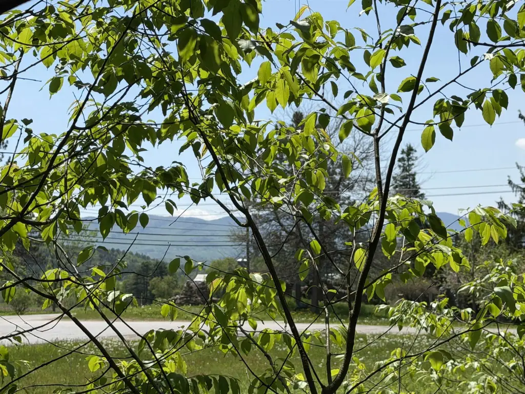 Picture 8