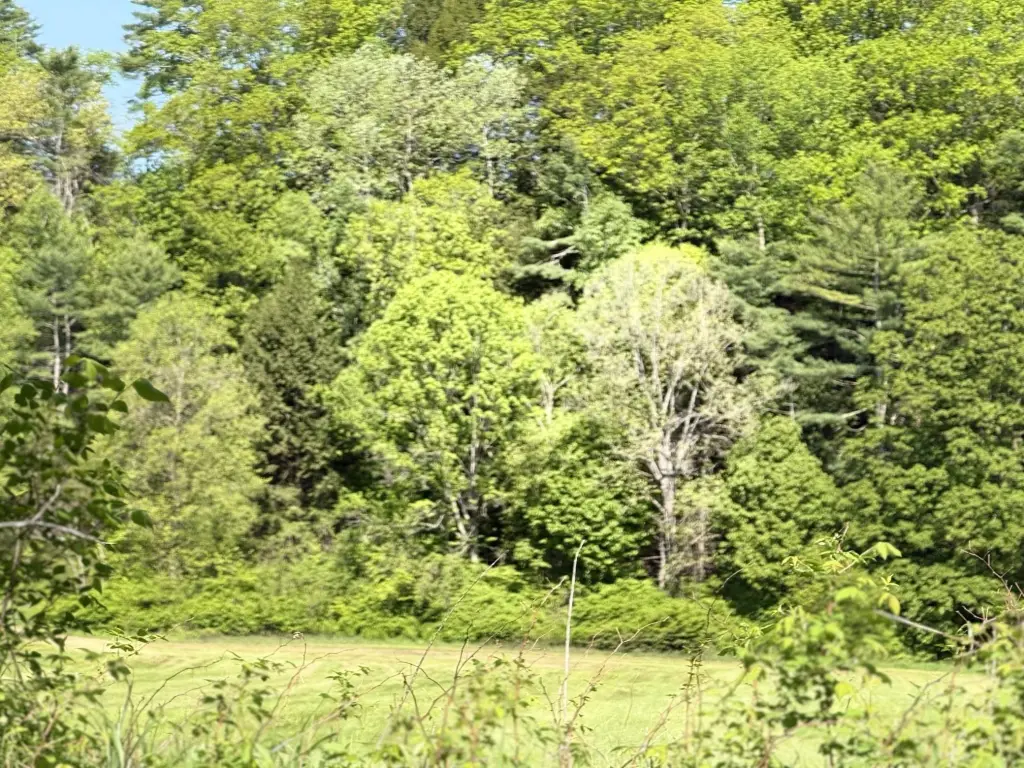 Picture 5