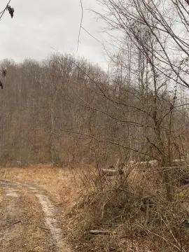 Undeveloped Recreational Land in Salyersville