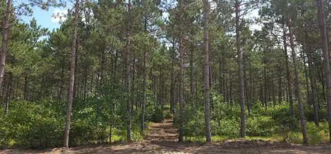 Recreation Land Wooded Homesite