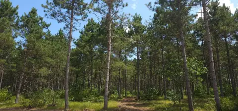 Guaranteed Buildable Wooded Homesite