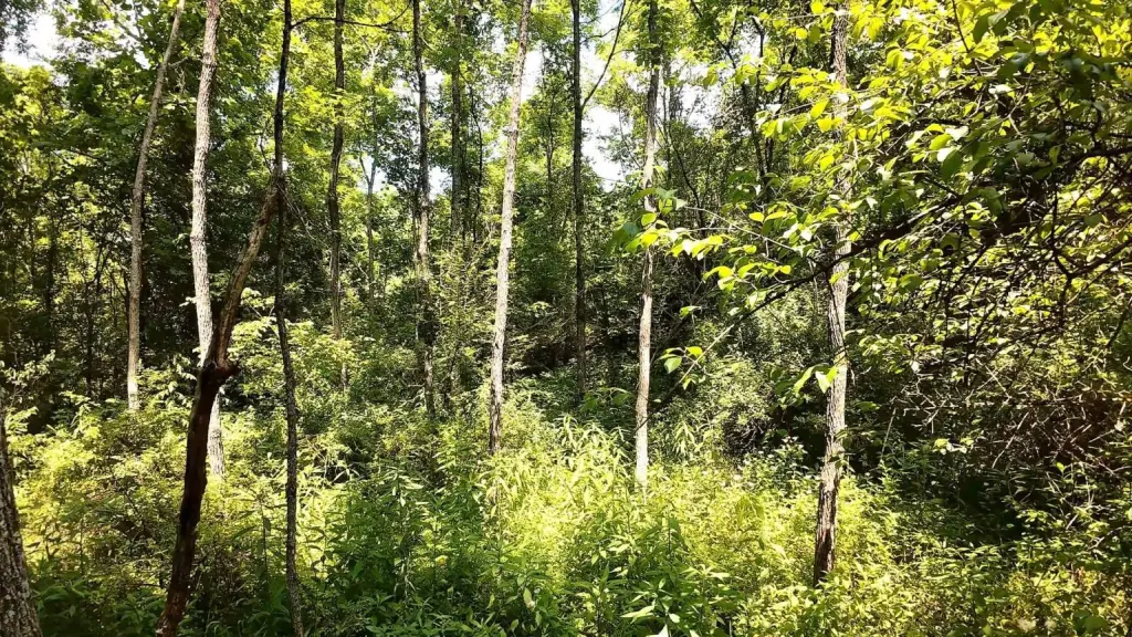 Picture 13