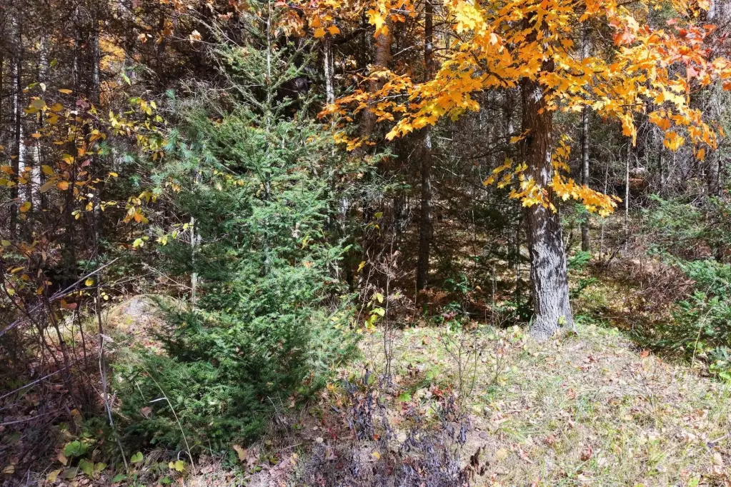 Picture 6