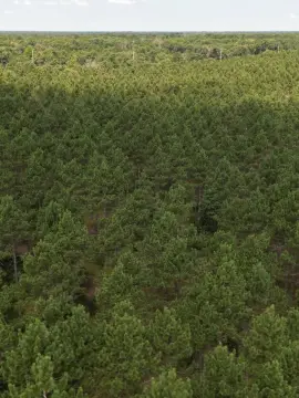 Wooded Recreational Land Homesite