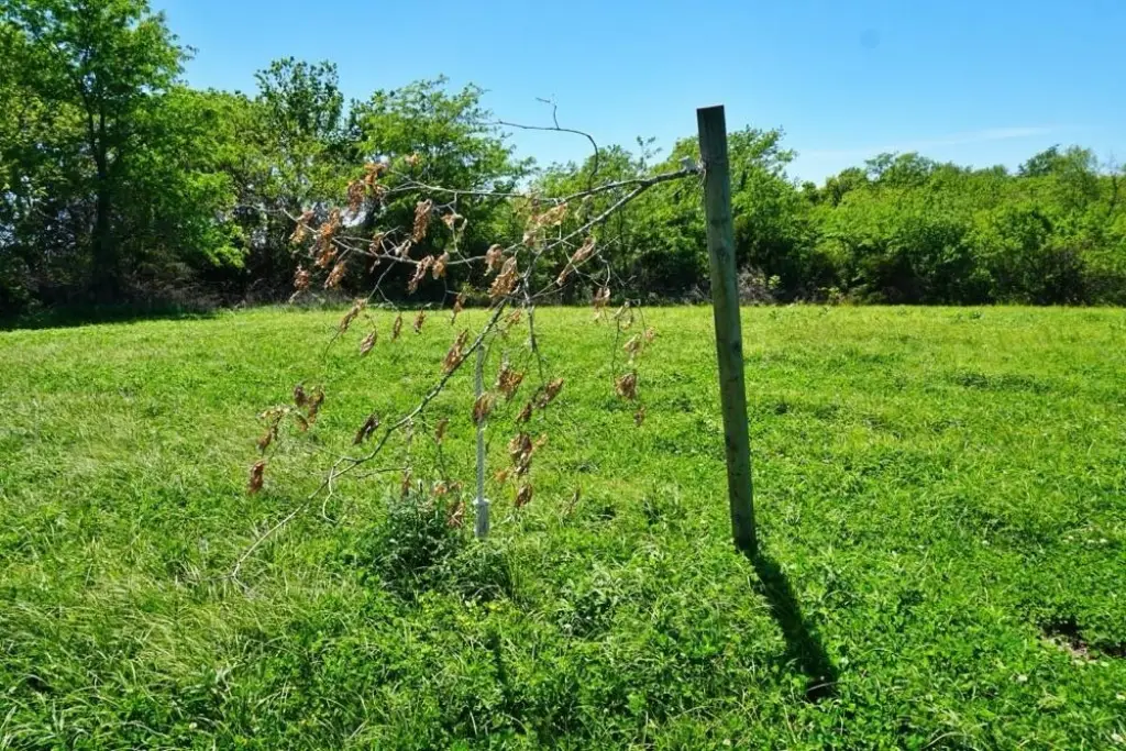 Picture 17