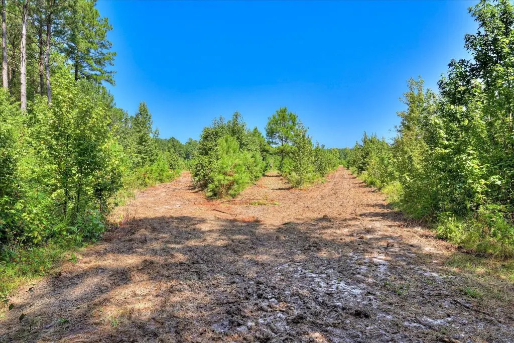 Picture 15