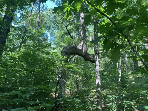 22+ Acres Near Stockton, MO