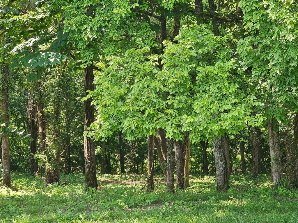 Picture 9