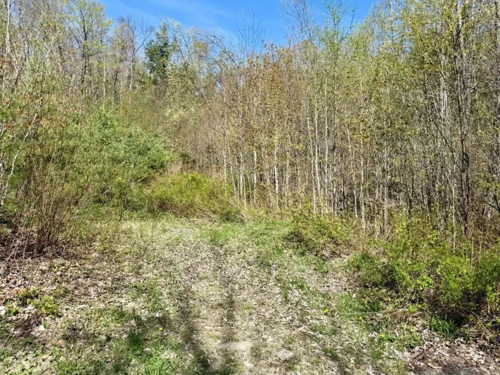 Picture 5
