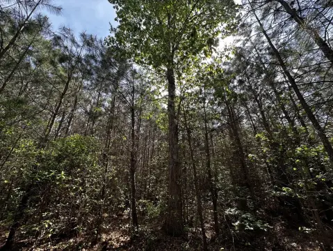 Wooded Acreage Near Chesapeake Bay