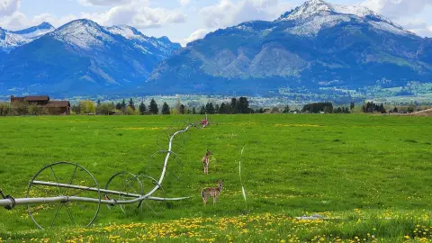 10.56 Acres in Bitterroot Valley