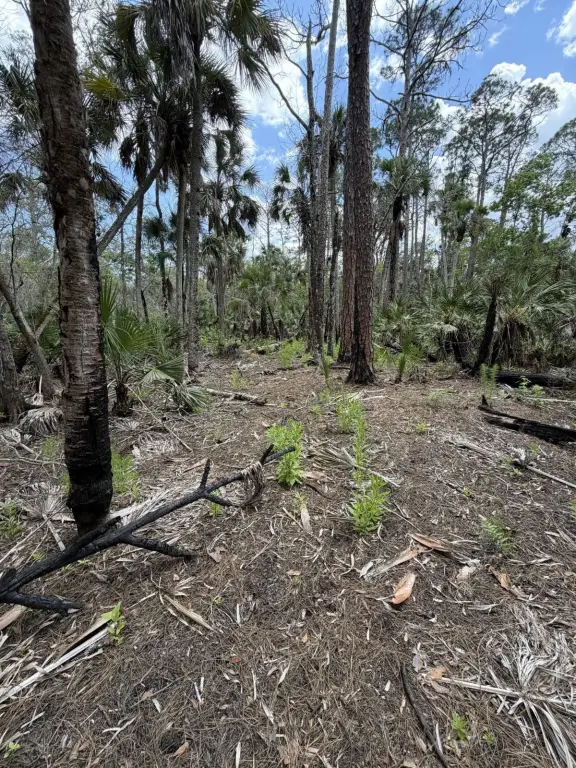 Picture 15