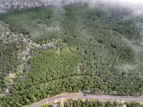 Latexo, TX Forested Land
