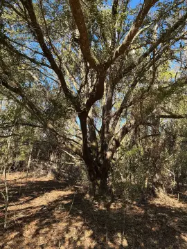 Wooded Land Near Madison Blue Springs