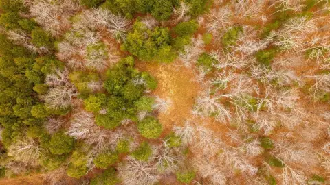 8-Acre Wooded Land in Thayer