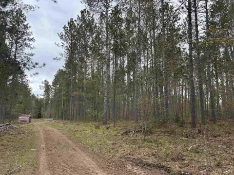 Red Pine Forest Building Site