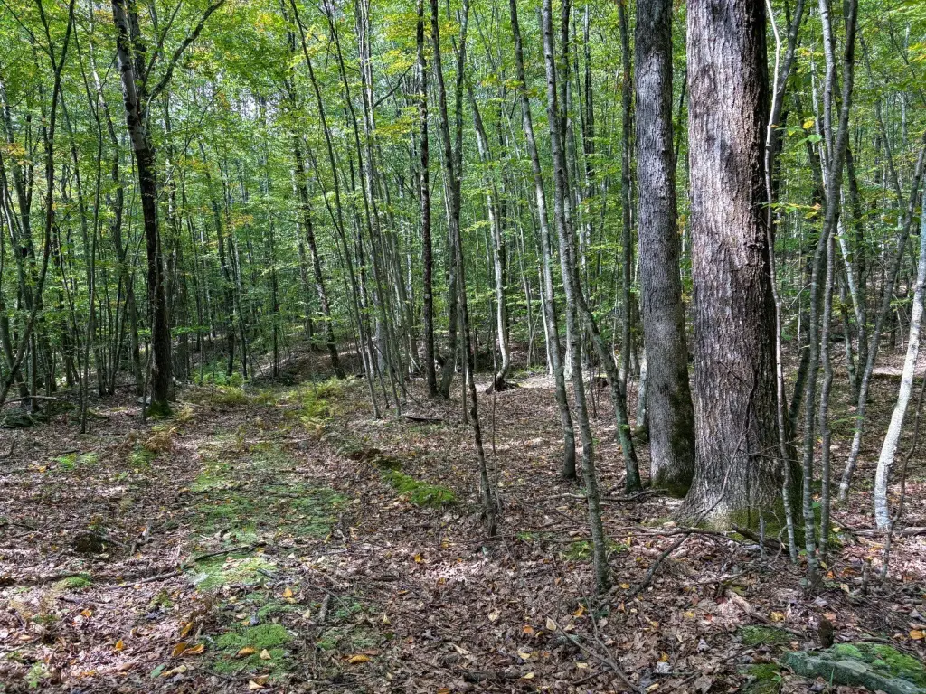 Picture 31