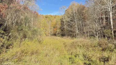 Wallace WV Timber Investment Opportunity