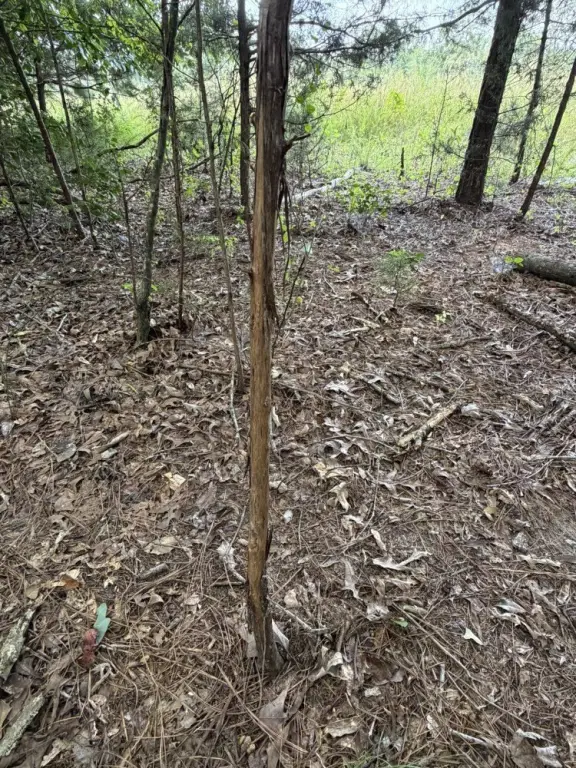 Picture 12