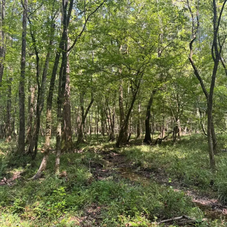 Picture 5