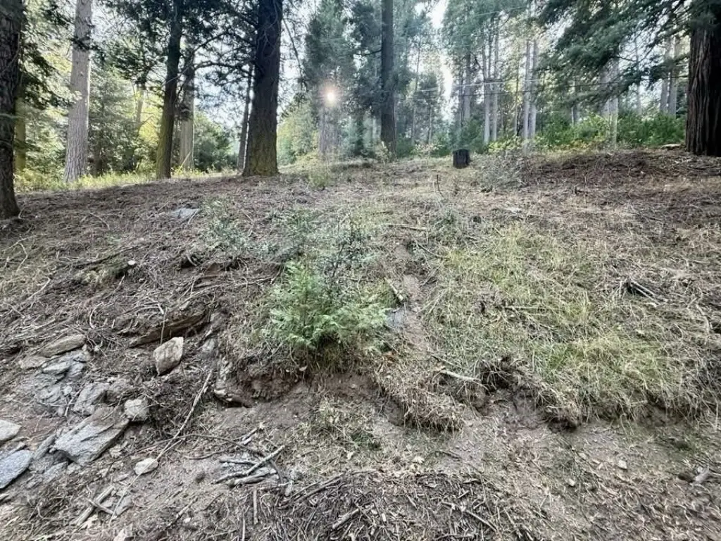 Picture 5