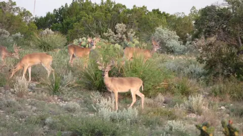 West Texas Hunting and Recreation Ranch