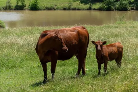 Scenic Acreage in Denison, Texas