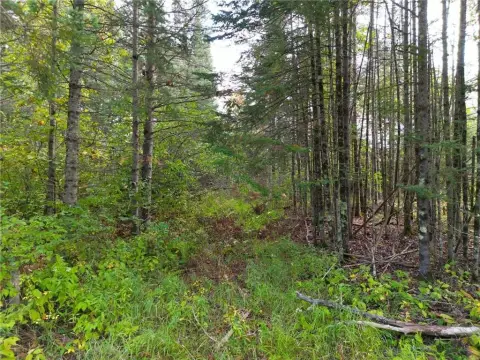 Dairyland, WI 80-Acre Hunting Land