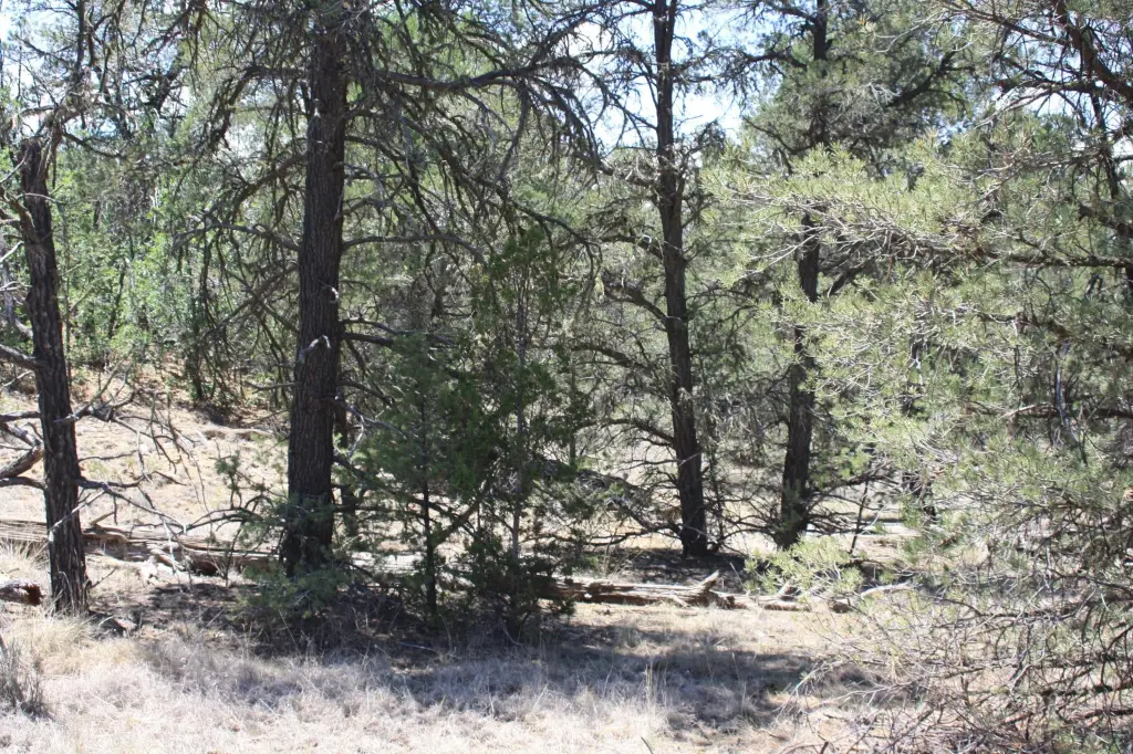 Picture 48