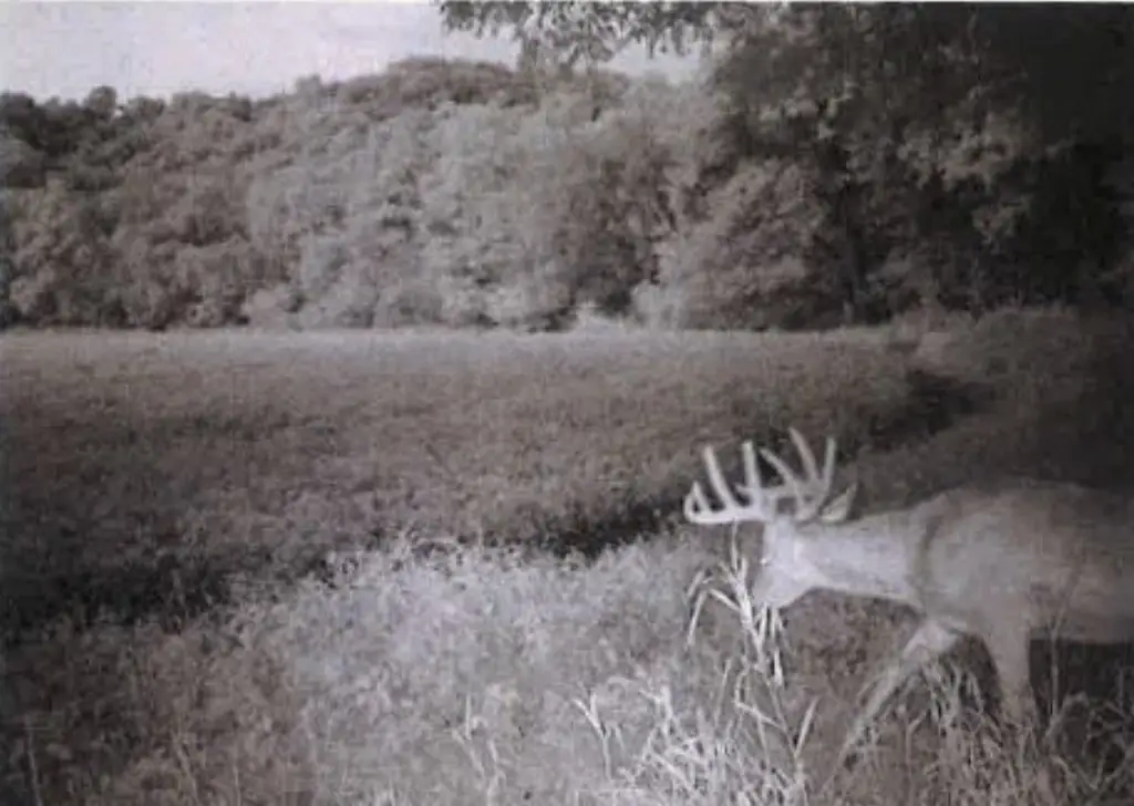 Picture 31