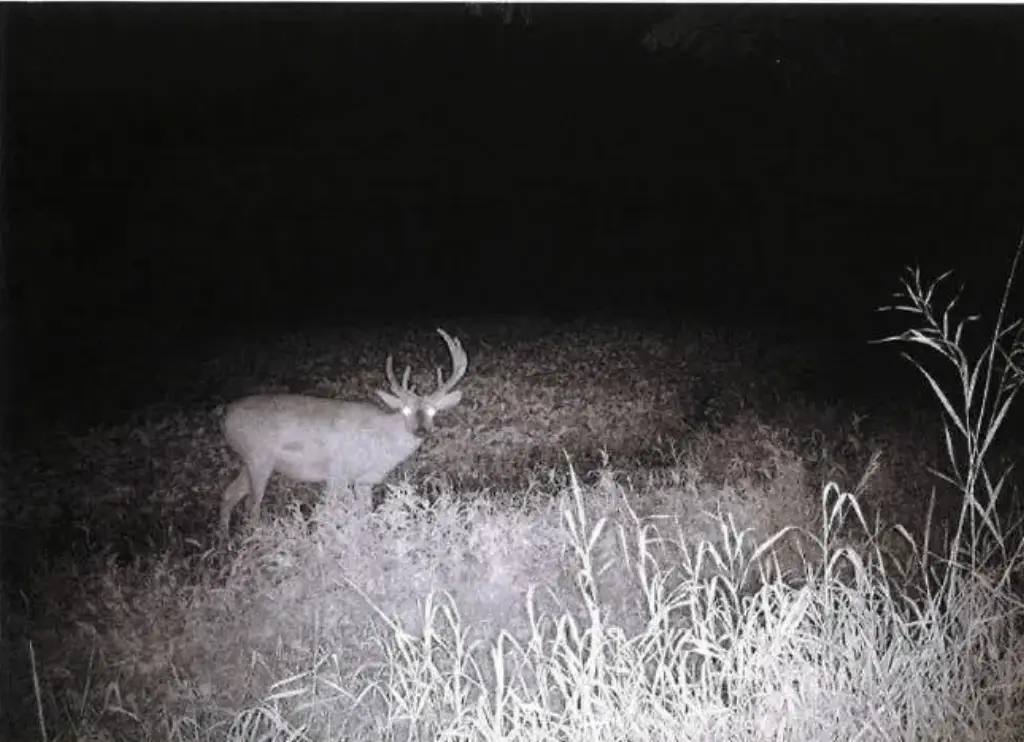 Picture 33