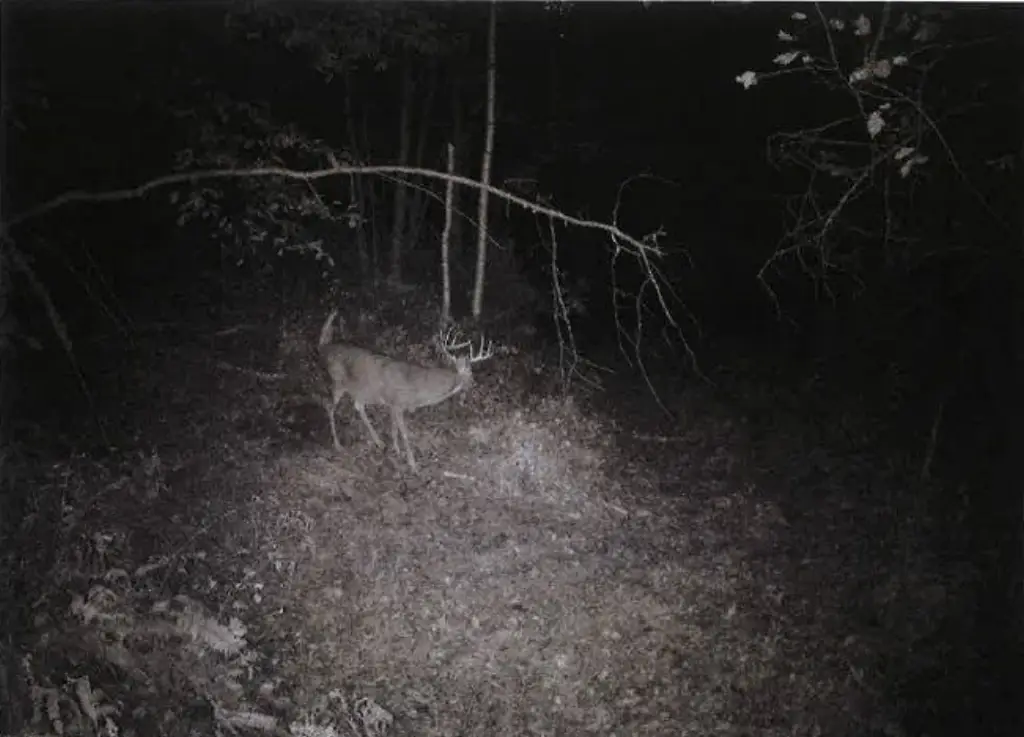 Picture 4
