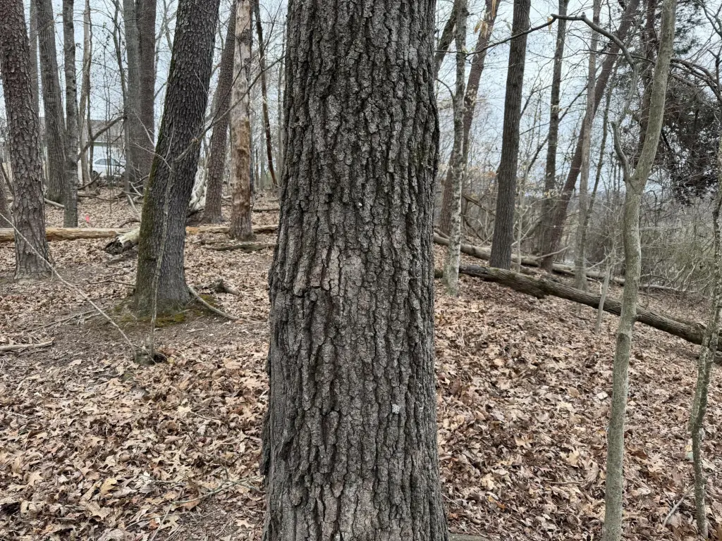 Picture 15