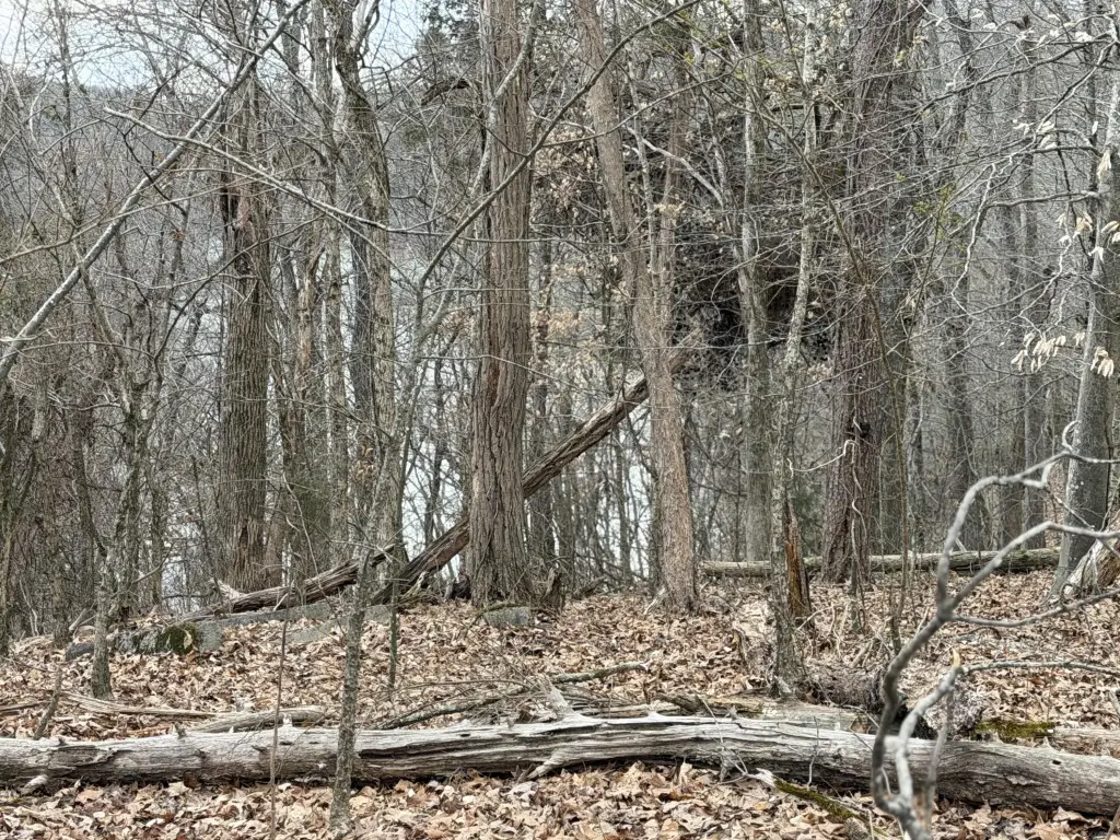 Picture 8