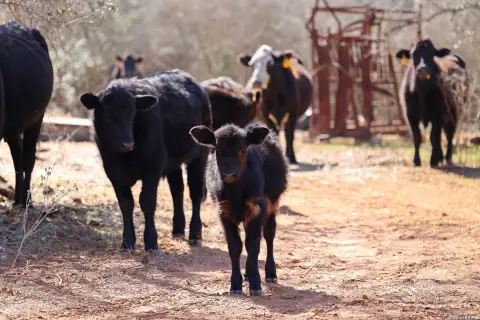 Texas Ranch Land For Sale