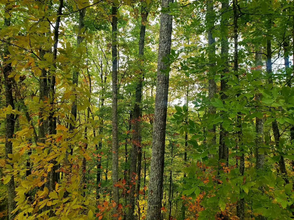 Picture 29