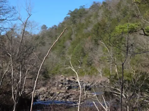 Gillham, AR Acreage with Creek