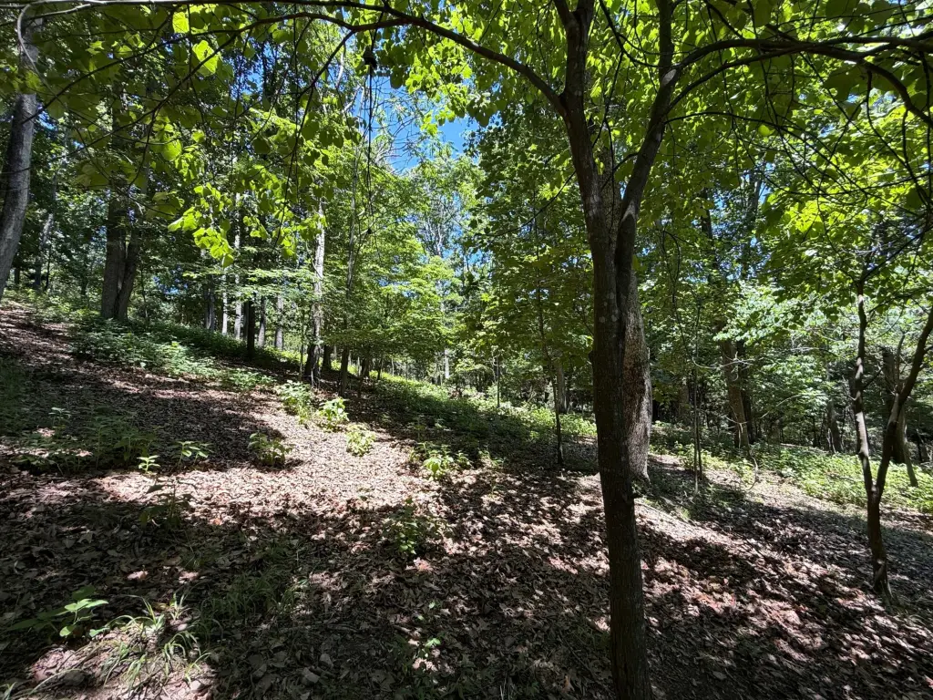Picture 8
