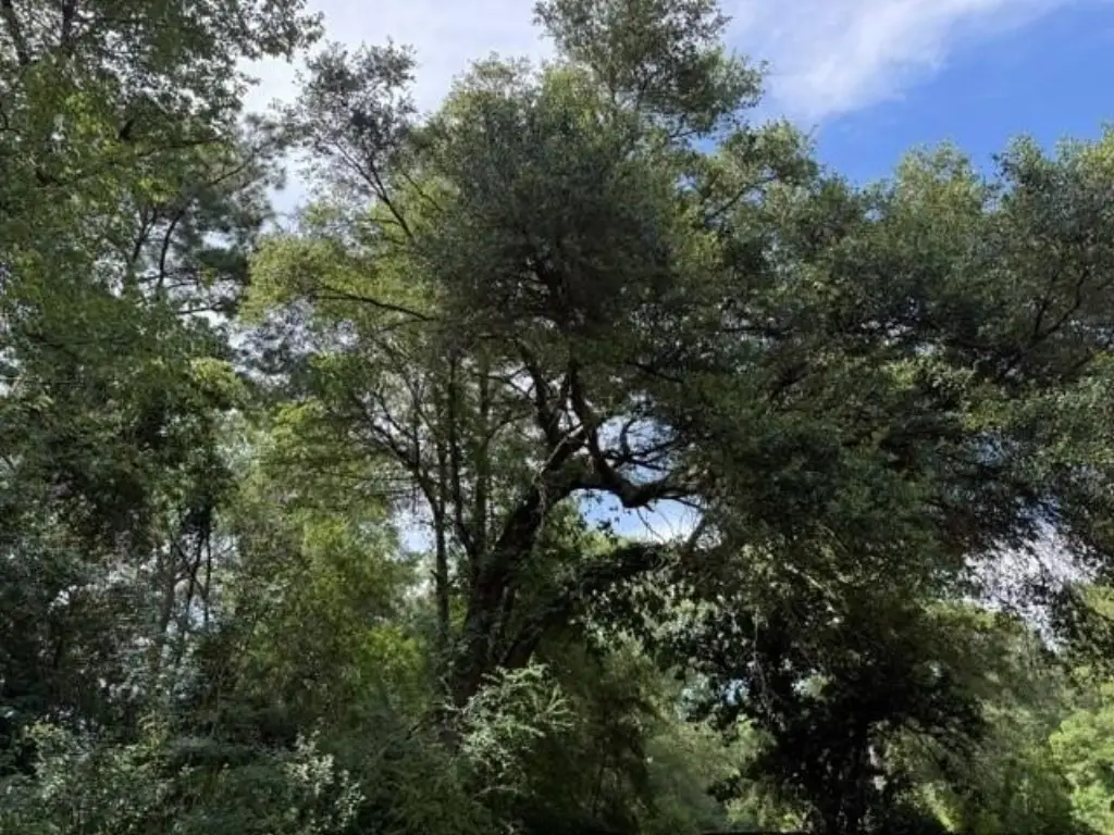 Picture 17