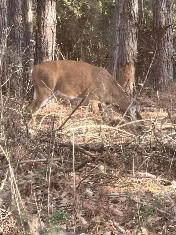 Picture 37