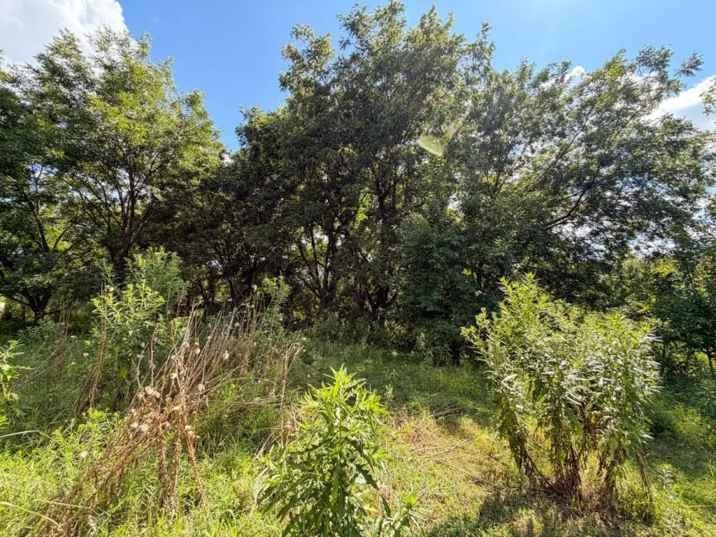 Picture 21