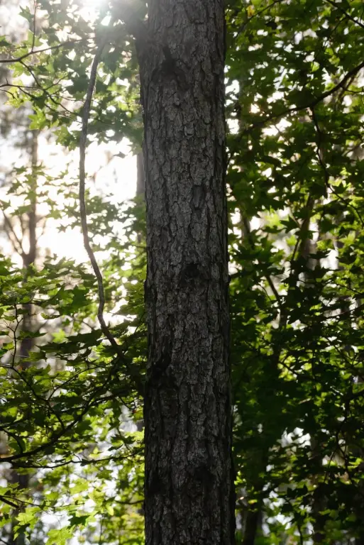 Picture 39