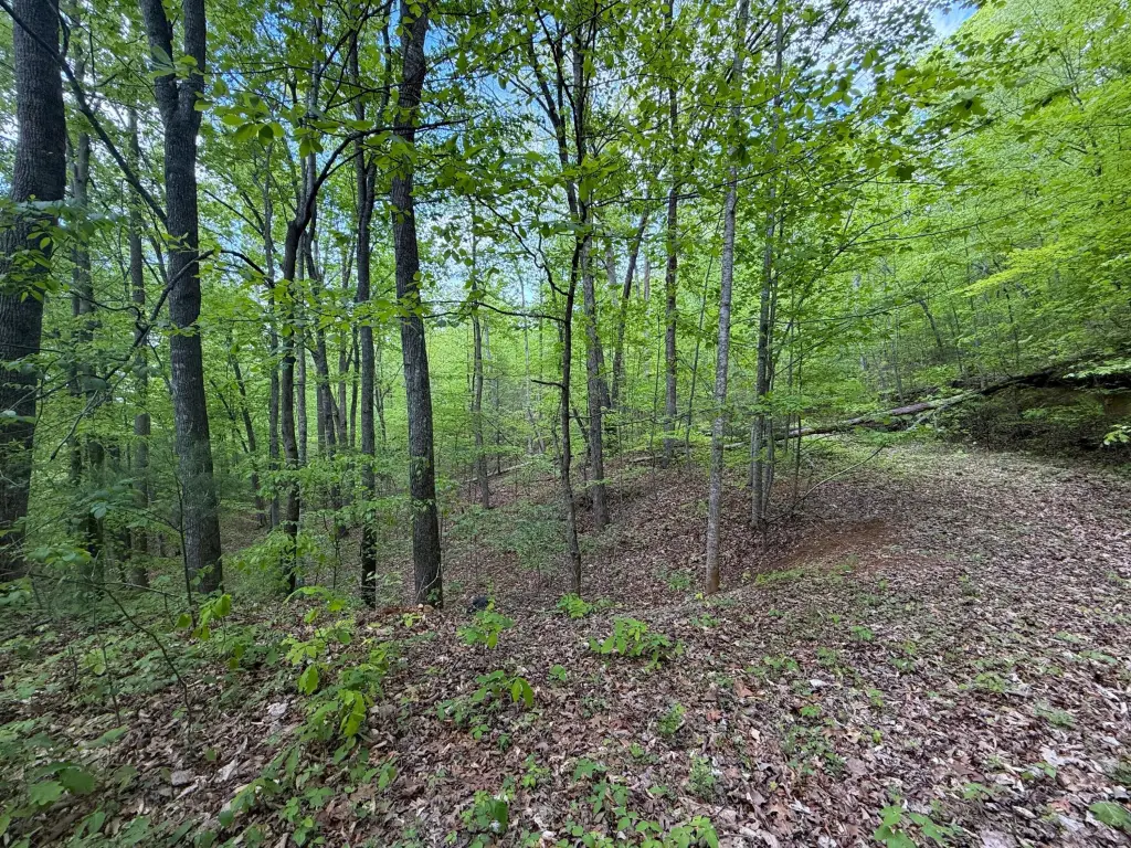 Picture 5