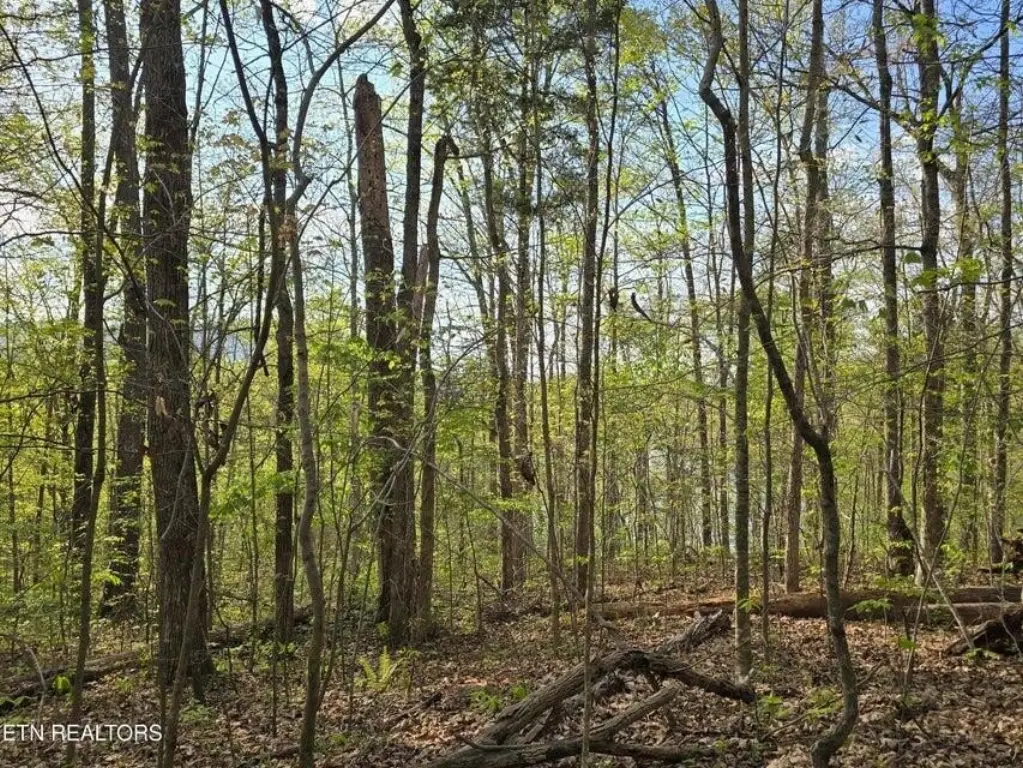 Picture 36