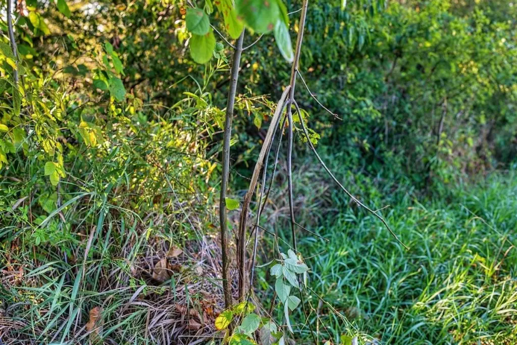 Picture 47