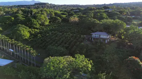 Holualoa Land with Coffee Trees